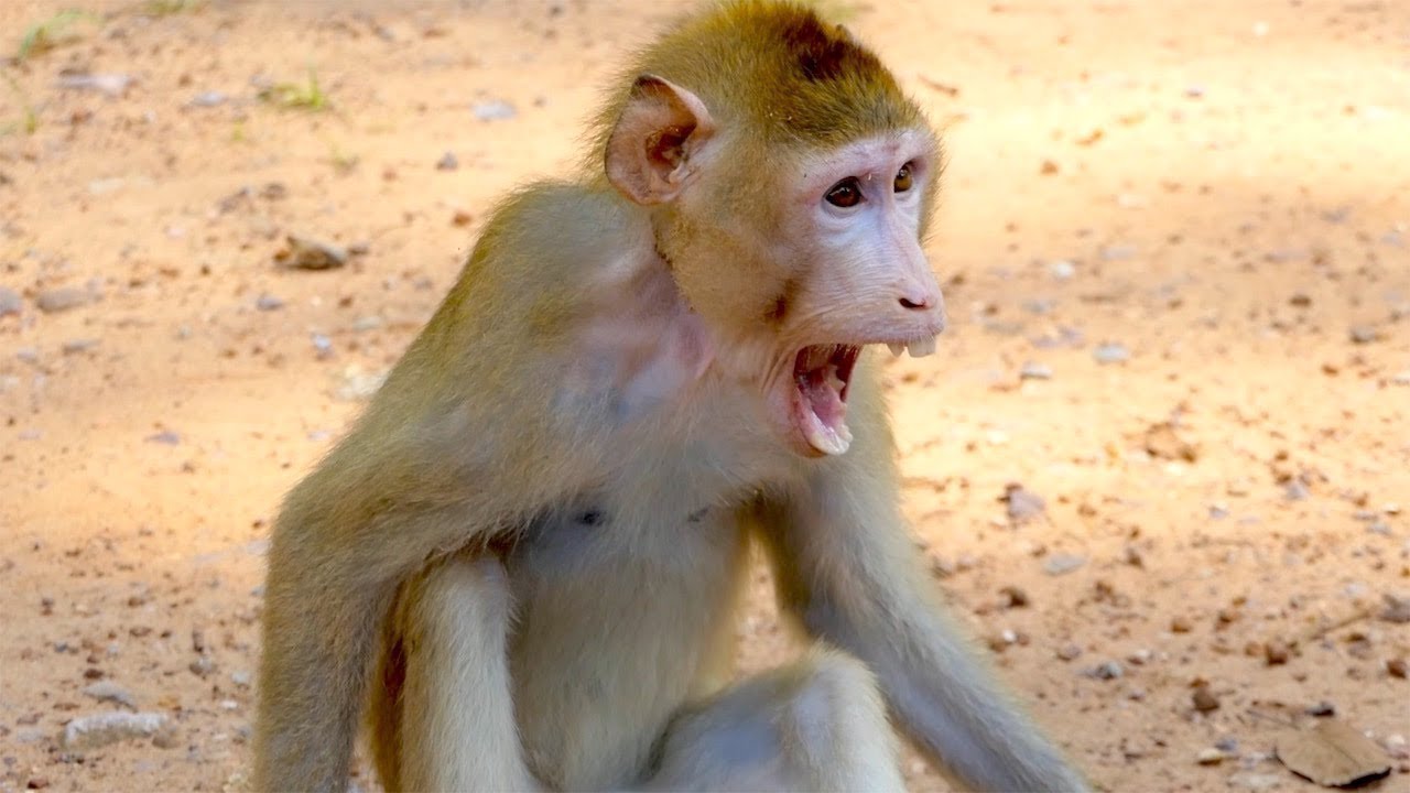 Pet pigtail monkey is an anger monkey
