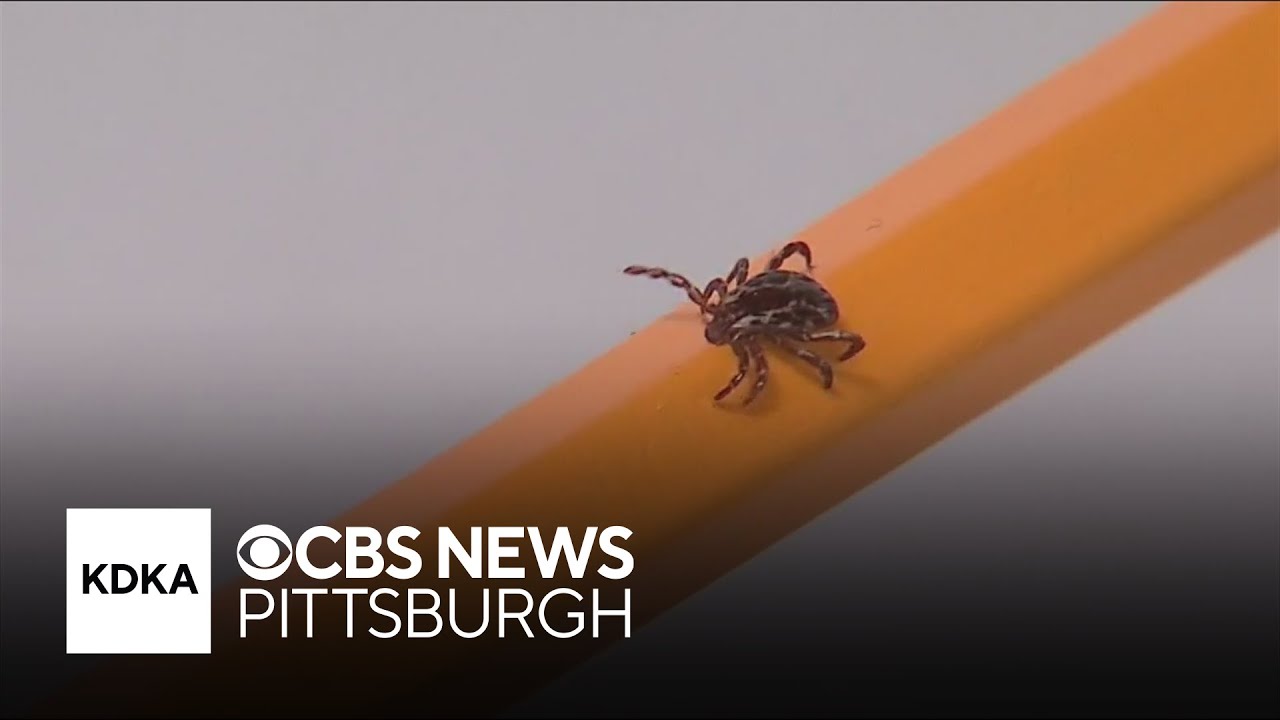 Woman shares message after Lyme disease diagnosis
