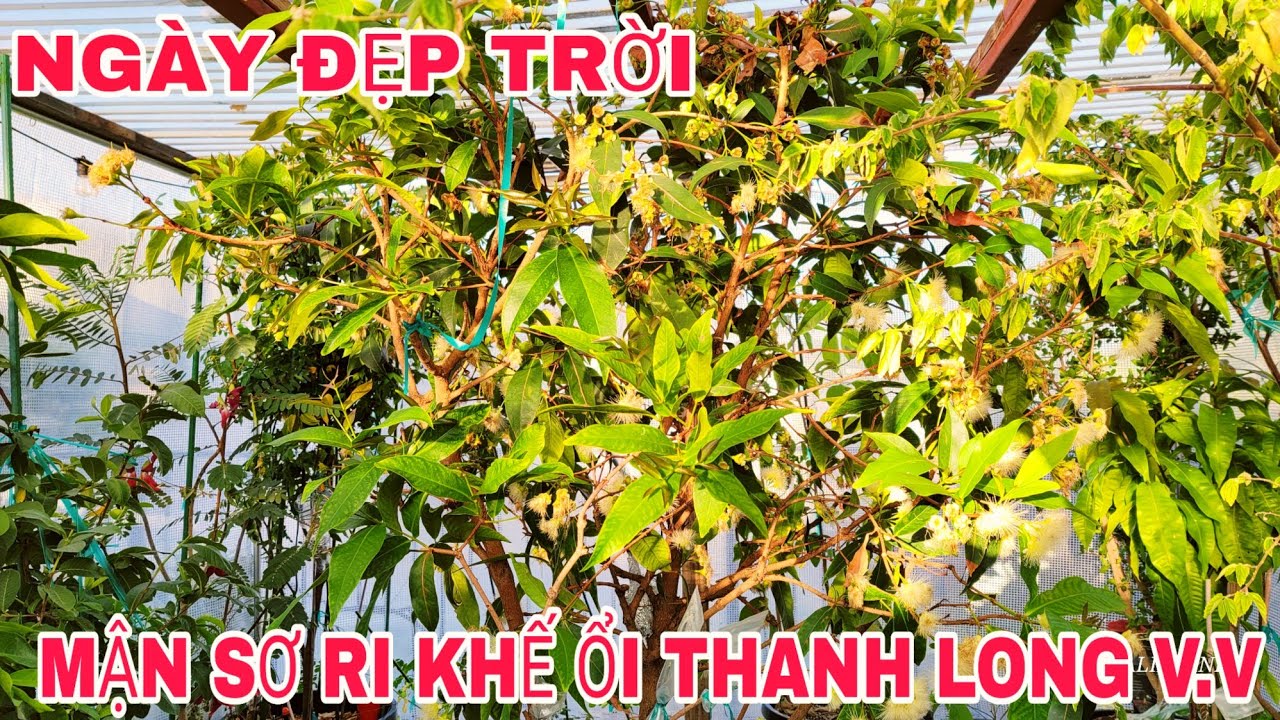 MẬN SƠ RI ỔI THANH LONG THÁNG 7 VƯỜN NHÀ AN TÁNH Ở MIỀN BẮC CALIFORNIA MỸ
