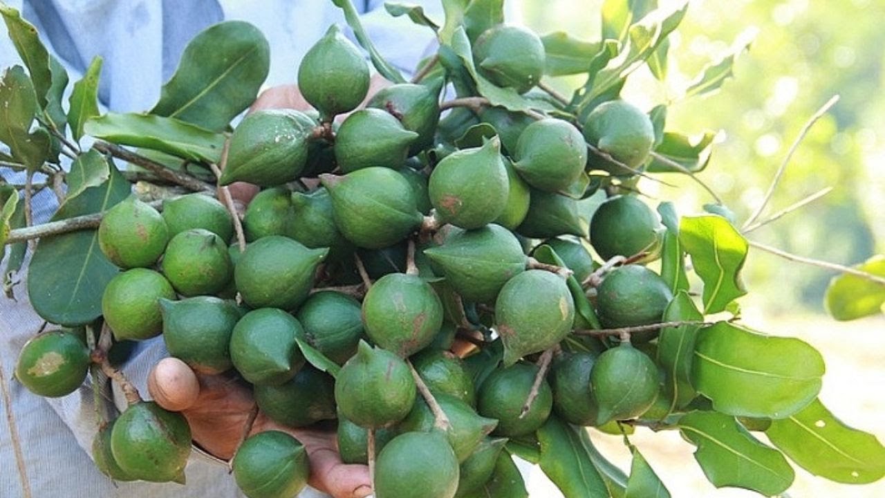 C&aacute;ch trồng v&agrave; chăm s&oacute;c c&acirc;y mắc ca theo ti&ecirc;u chuẩn vietgap
