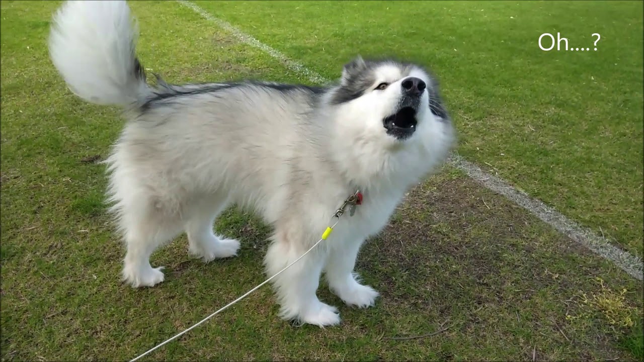 Alaskan Malamute...Barking or howling?
