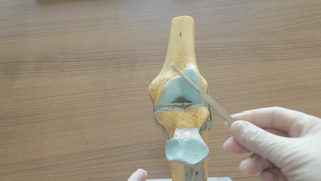 Diz Eklemi Anatomisi (Art. genus)