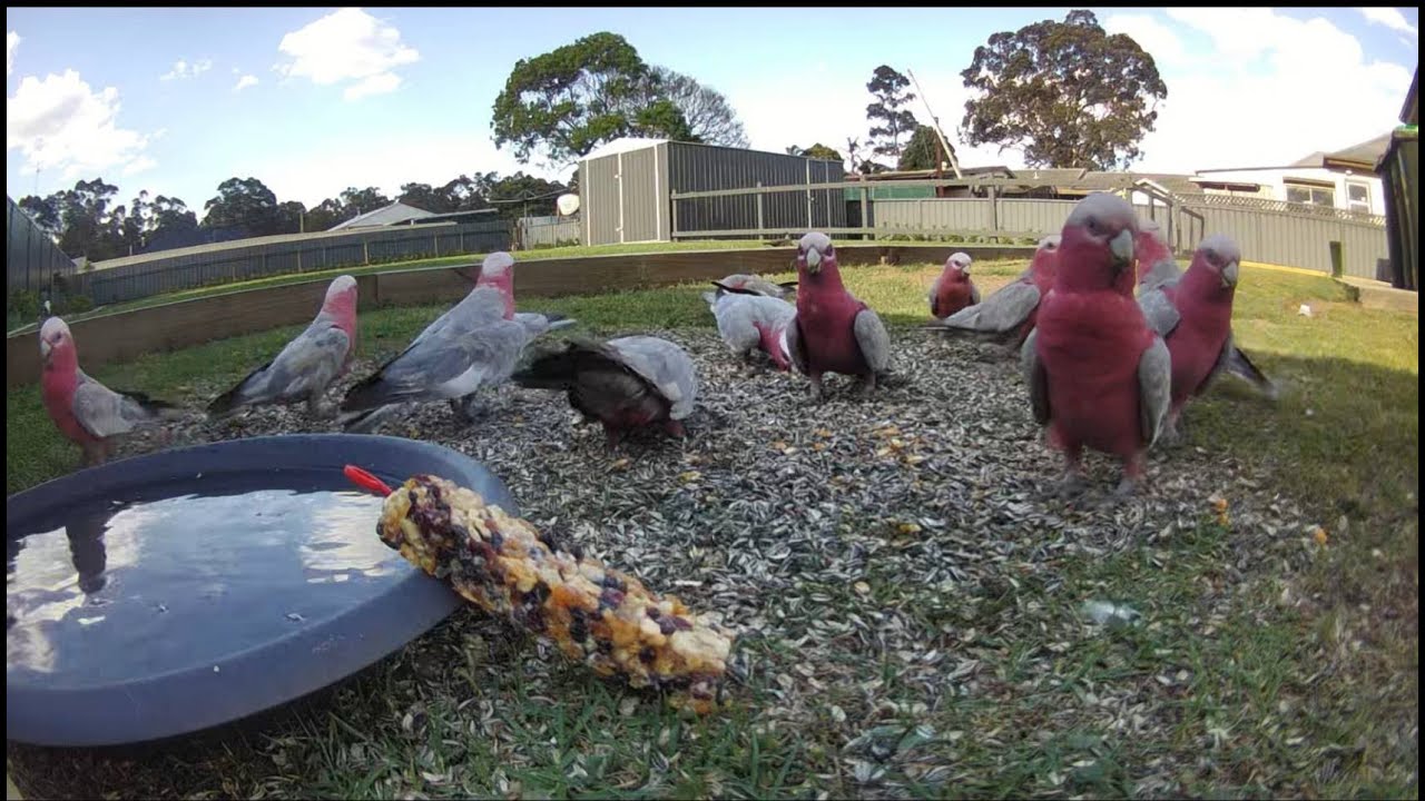 Australian bird feeder cam | 16/10/25 | wild birds | funny | Rainbow Lorikeets | Galahs and more |