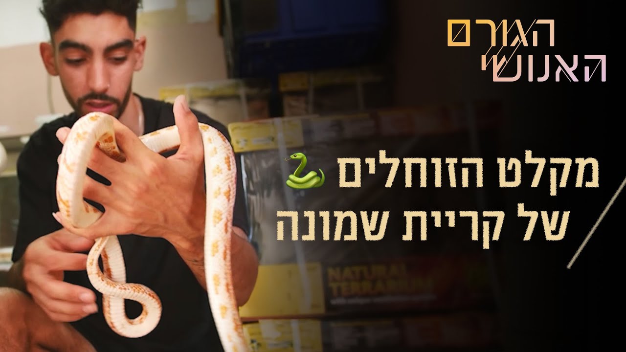 ברוכים הבאים למקלט הנחשים של קריית שמונה 🐍