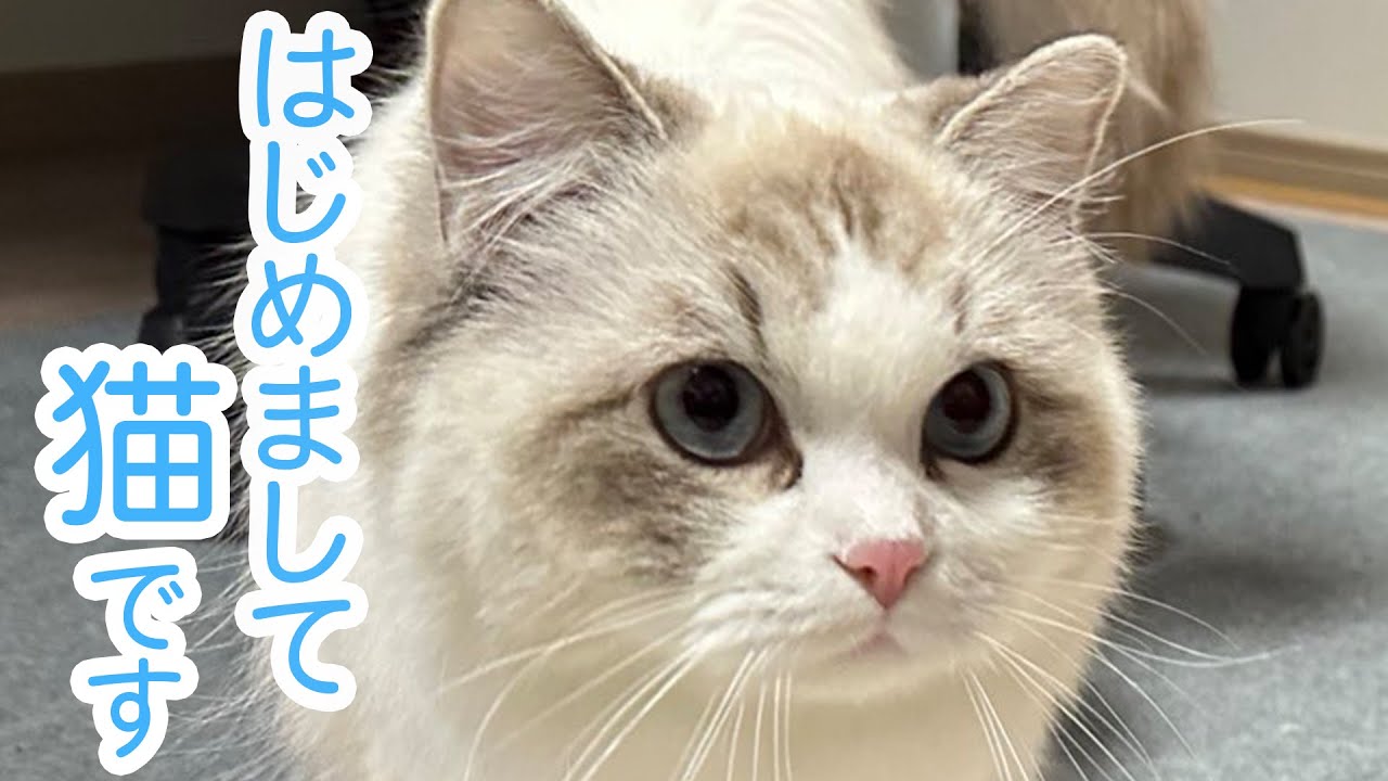 【初めまして】動画投稿始めます【お嬢な猫です】