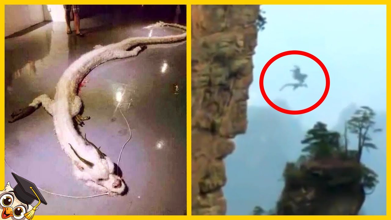10 Dragons Filmés Dans La Vraie Vie