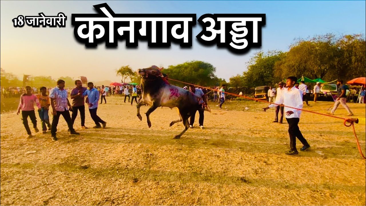 बैलगाडा शर्यत कोनगाव अड्डा | bailgada sharyat kongav adda |