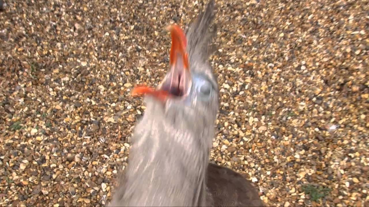 Richard the Red Legged Seriema has the strangest laugh!
