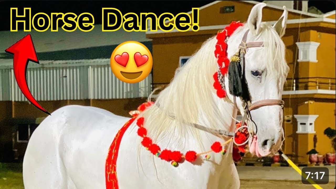 Amazing horse dance in Pakistan 🙌 | Nice dancer horses in Islamabad ❤️ |🐴🇵🇰