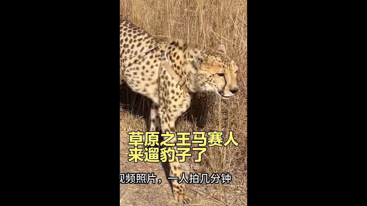 来非洲遛豹子，人均26mei金，一顿拍照录视频，你们觉得值不？狮子都惧怕的原始部落马赛人遛豹子了#海外奇遇见闻录 #海外生活