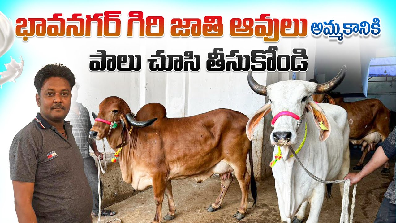 భావనగర్ గిరి జాతి ఆవులు అమ్మకానికి పాలు చూసి తీసుకోండి || Reasonable Price Gir Cows In Hyderabad 