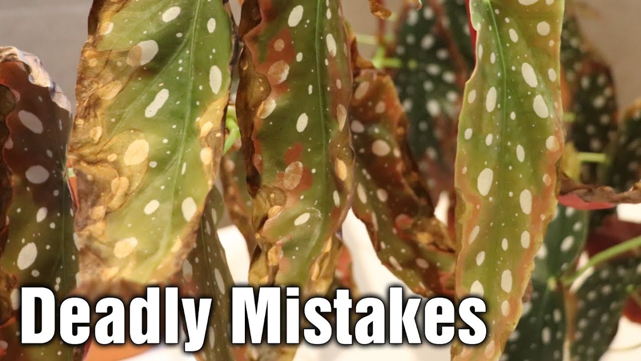 How to avoid Brown Leaves on Begonia Maculata Wightii