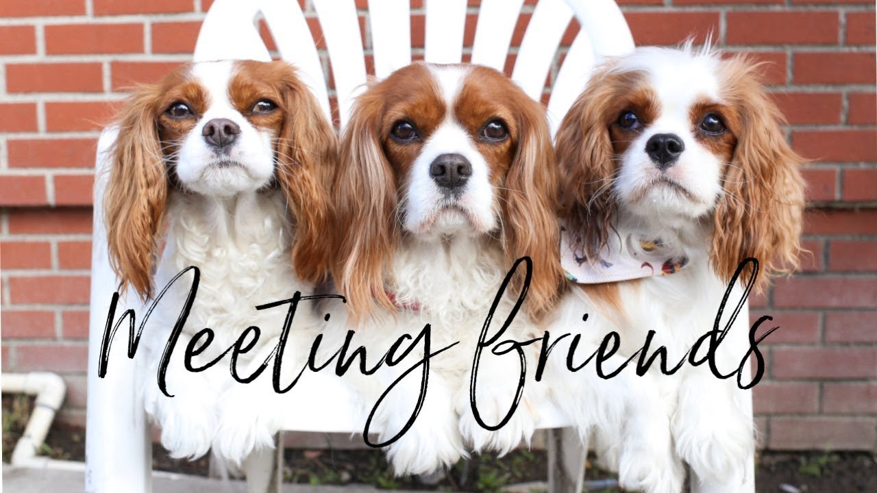 OUR FIRST WEEK IN LOS ANGELES | Meeting Cavalier friends and Trader Joe's!