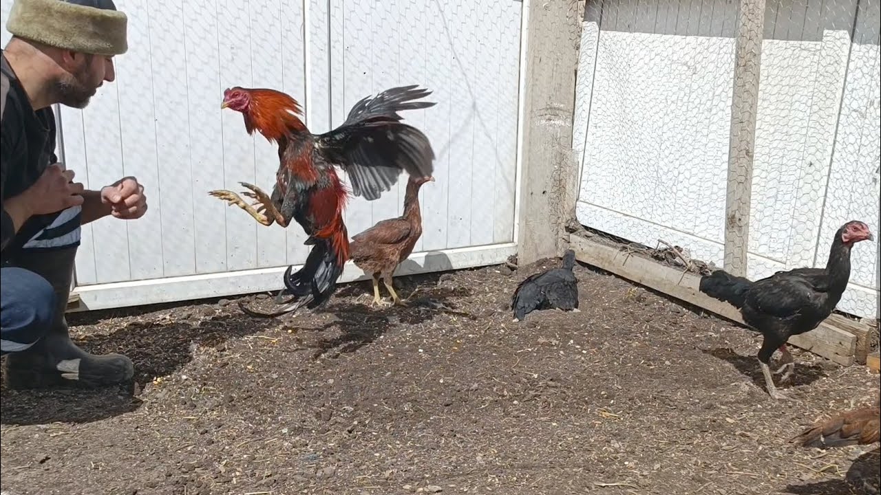 Damızlık hint horozu / Damızlık hint horozu nasıl seçilir 