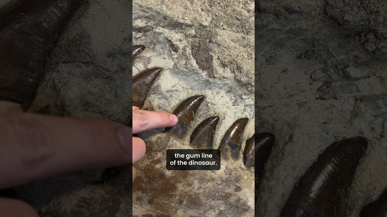 Teen Rex is showing off some incredibly sharp teeth 🦖