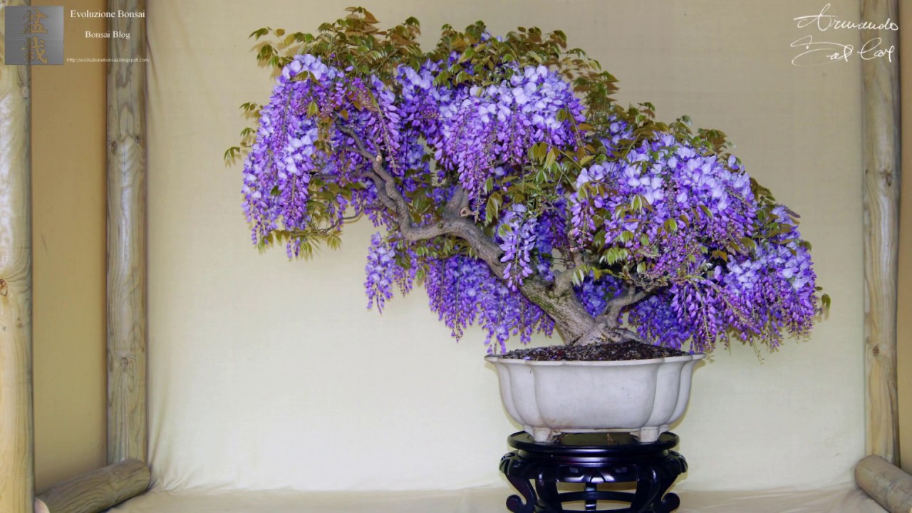 Wisteria sinensis bonsai by Armando Dal Col