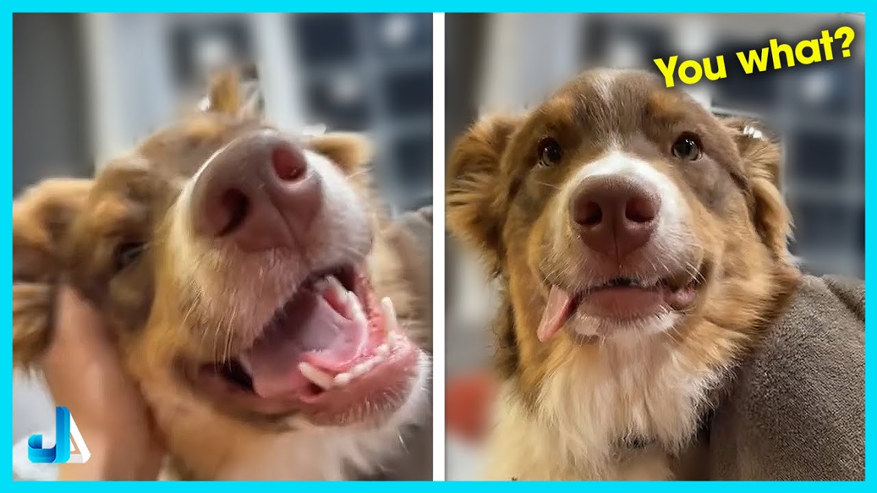 🐶 When I Stop Petting My Dog 😂 Funny Reactions Compilation