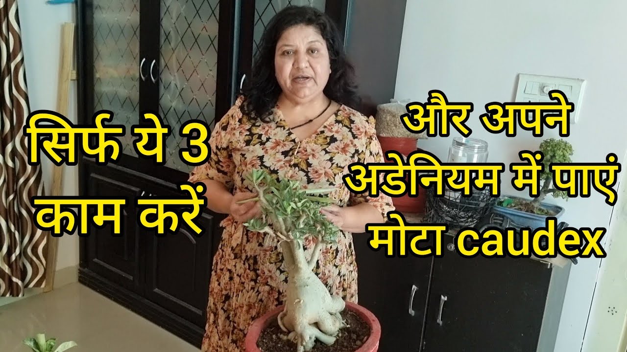 Adenium में मोटा caudex पाना है तो ये 3 चीज़े ज़रूर करें | How to get thick caudex in adenium