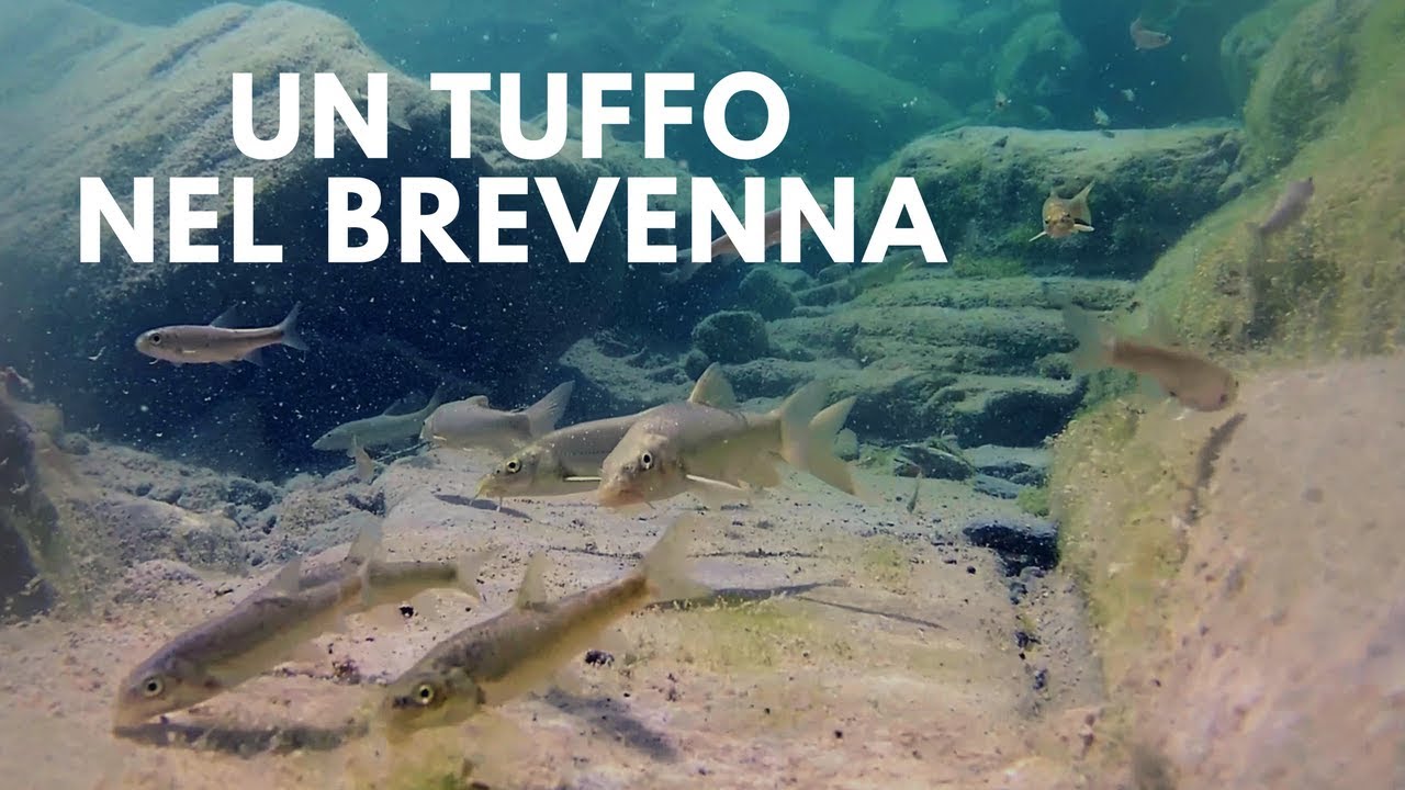 Un tuffo nel Brevenna