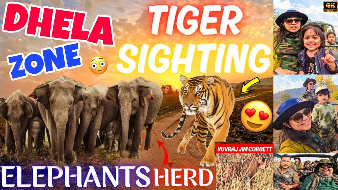 Tiger sighting and elephant herd with baby's sighting both in Dhela Zone Safari #yuvrajjimcorbett