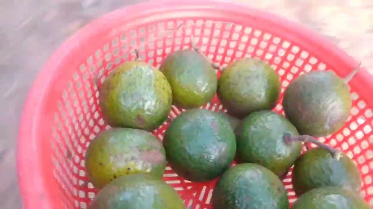 Buổi chiều hái bơ, đu đủ, hái ớt và thu hoạch cần tây 🌶️