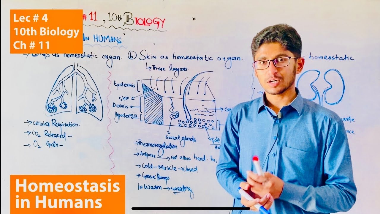 10th Class Biology, Ch 11, Homeostasis in Humans - Matric Class Biology | lec 4| Roohullah jan
