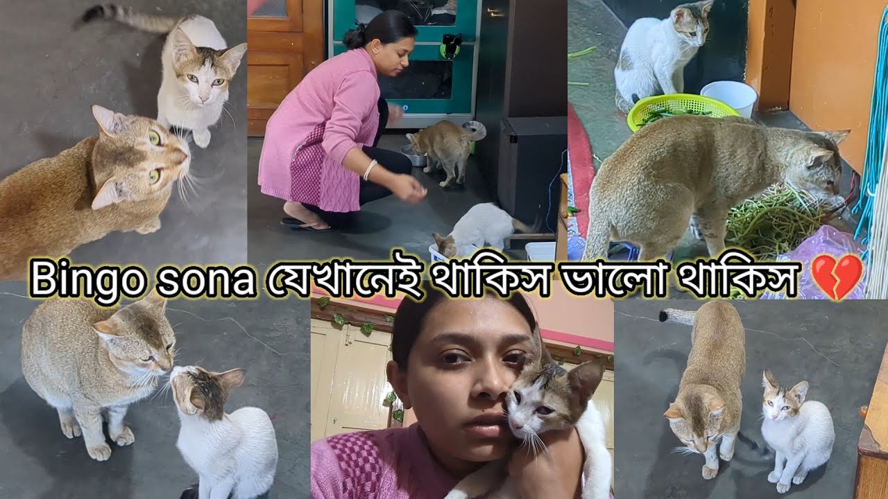 Dingo আর নেই ,আমাদের সবাইকে ছেড়ে চলে গেলো না ফেরার দেশে 💔 অনেক দিনআগের ভিডিও আজকে uploadকরলাম 