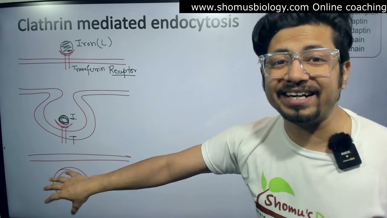 Clathrin mediated endocytosis | Clathrin coated vesicles