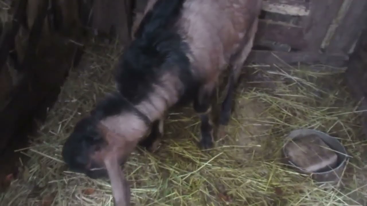 Дилемма с козой 