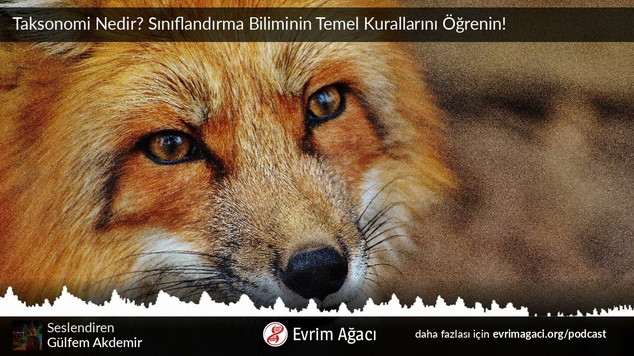 Taksonomi Nedir? Sınıflandırma Biliminin Temel Kurallarını &Ouml;ğrenin!