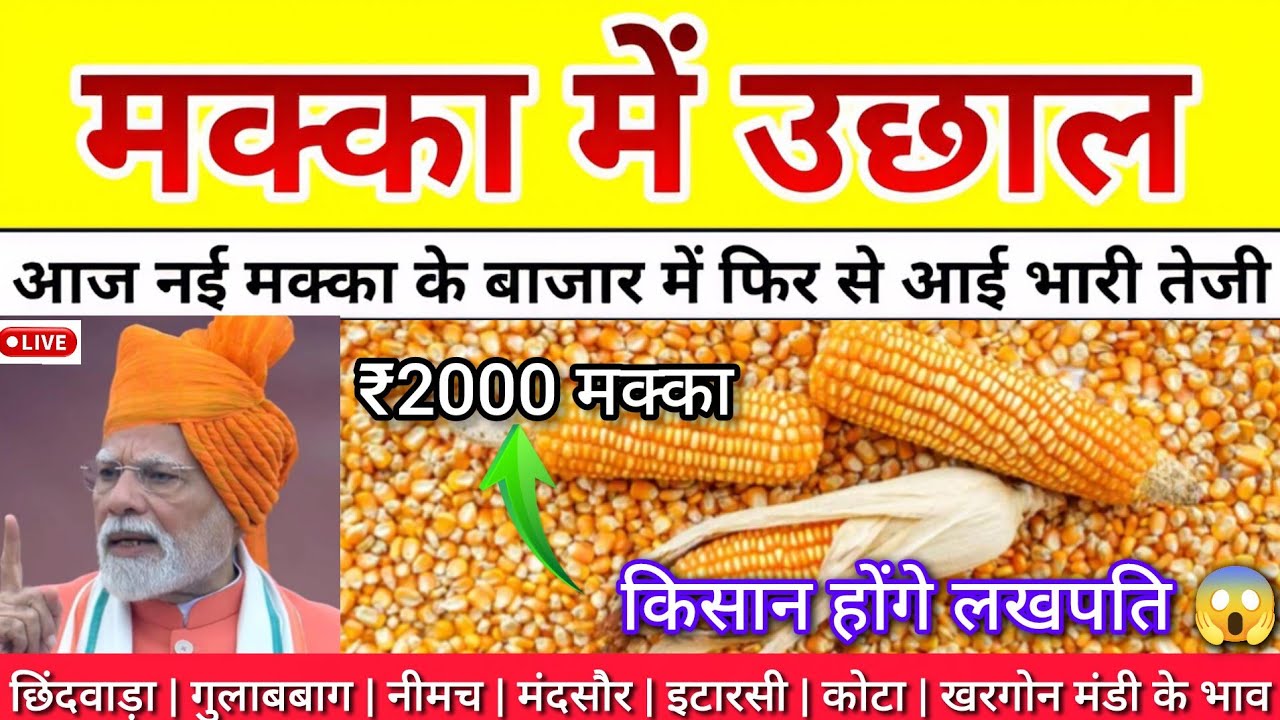 मक्का में बड़ा उछाल 🚜 आज मक्का ₹2000 पार | किसान होंगे लखपति | ताजा मंडी भाव | 10 मार्च 2026