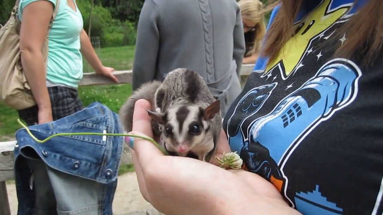 Lucy the Sugar Glider