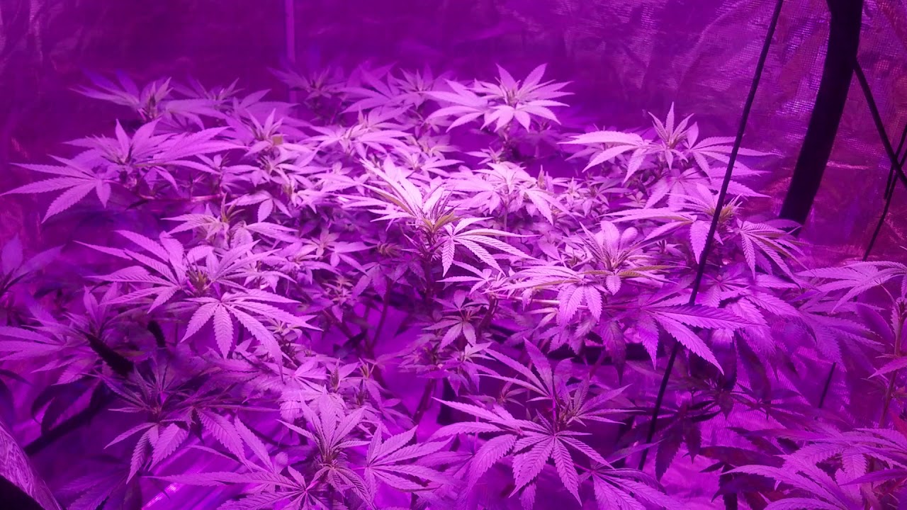 Kind led 4x8 gorilla grow tent 2650 watts week 1 flower