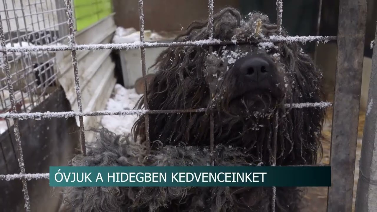 Óvjuk a hidegben kedvenceinket - A mínuszok az állatokat is megviselik_2026.01.15.