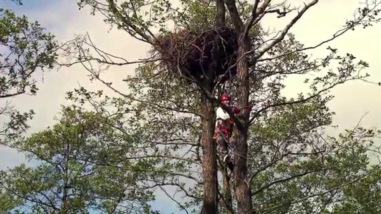 Ocalony Świat - odc. 1 - Z dziobem i szponami