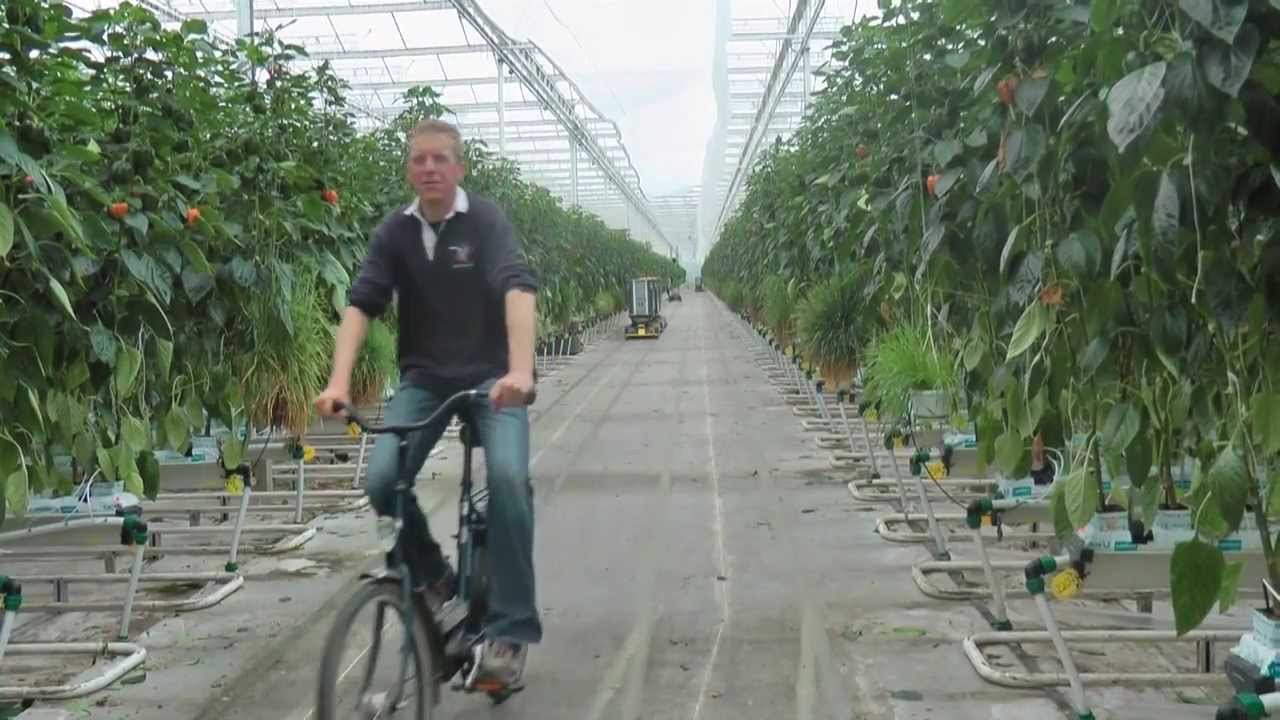 Inzet van roofmijt swirskii van Koppert Biological Systems bij paprikakwekerij Barendse DC