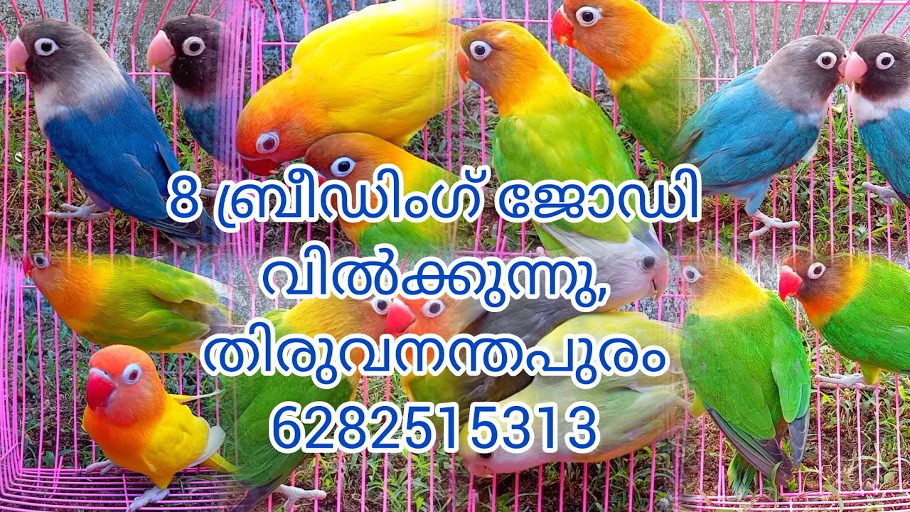 8 ബ്രീഡിംഗ് ജോഡി വിൽക്കുന്നു സ്ഥലം തിരുവനന്തപുരം‌,കേരളത്തിൽ ട്രാൻസ്പോർട്ട് ലഭ്യമാണ് 6282515313