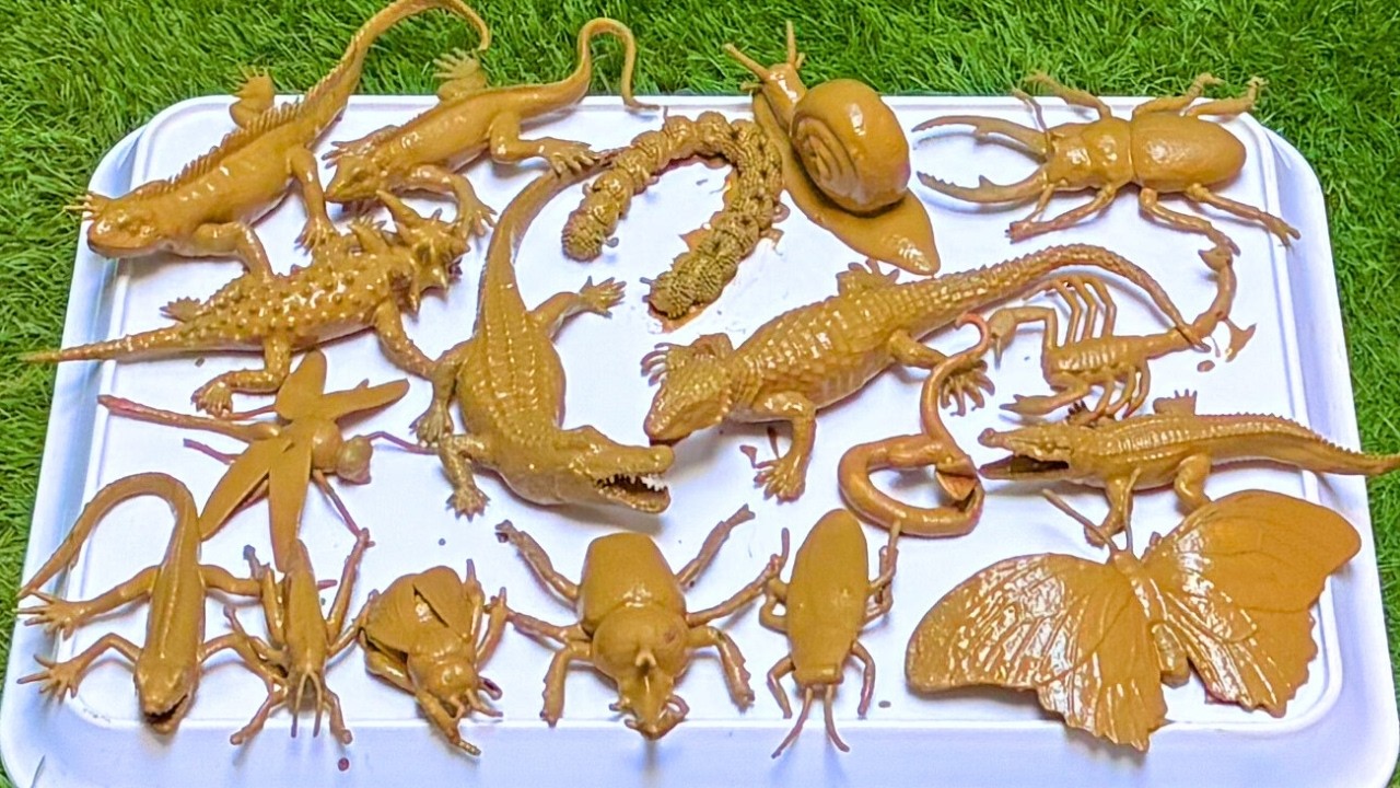 Explore the Bugs, Insects, and Reptiles: Fun Names and Facts for Toddlers