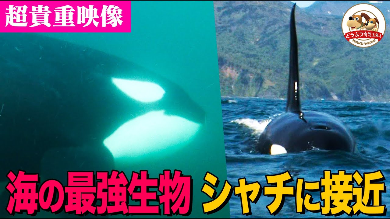 【海のギャング】時にはクジラも襲うという巨大シャチの群れに急接近！現地カメラマンが撮影した貴重映像！なぜシャチは知床に集まるのか!?【どうぶつ奇想天外／WAKUWAKU】
