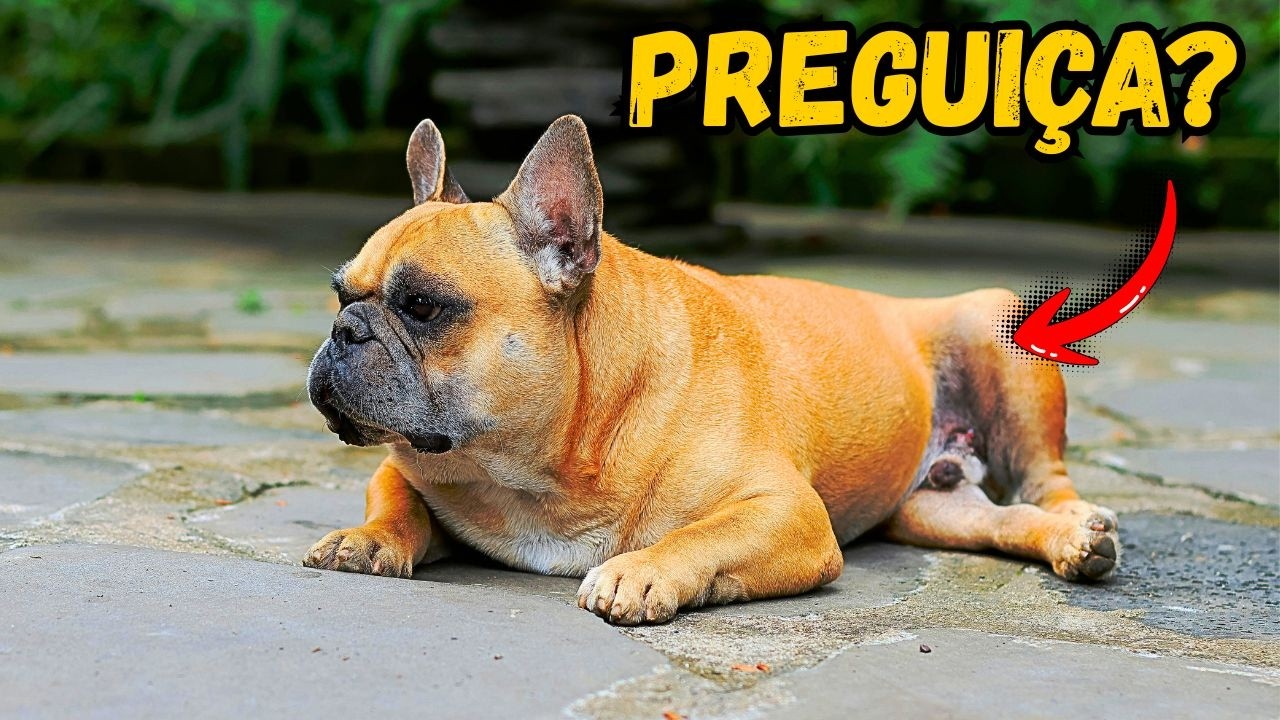 EXPLICAÇÃO INUSITADA PARA O PESO DO CACHORRO