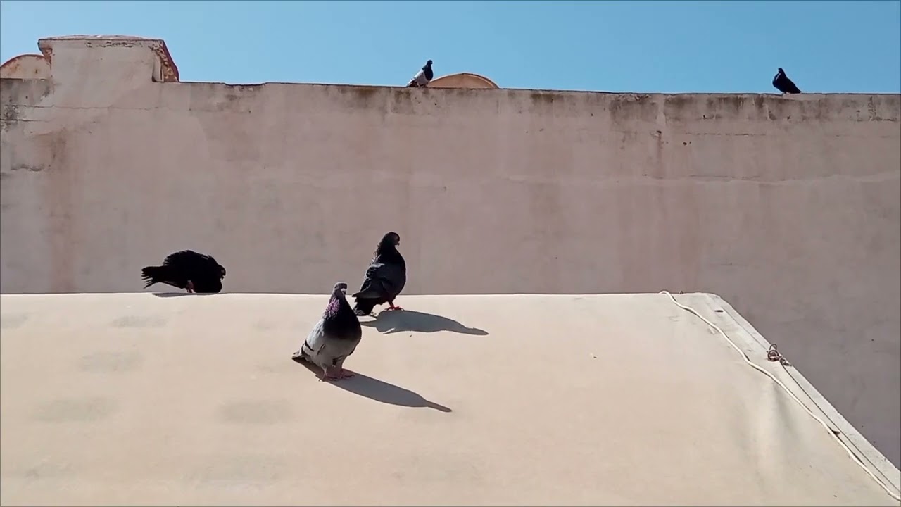رمضان مبارك كريم ❤️🕊️🌹🤍#حمام_النفاخ #pigeon #سيفيانوس #السيفيانوس #حمام_لاحم #pigeonpigeon 