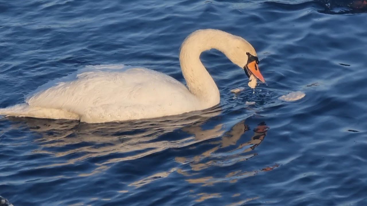 Birds feeding in frozen water❄️🦢🦆
