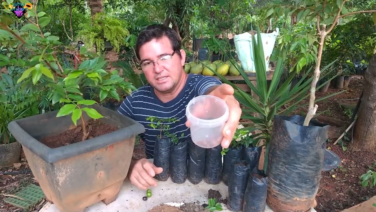 JABUTICABA  da semente a produção em pouco tempo #SítioGilSat