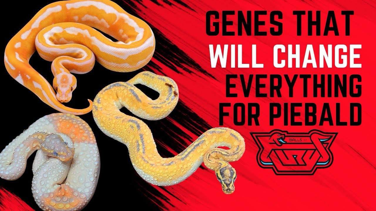 The Game-Changing Genes Behind The Next Big Piebald Project! MUST HAVE GENES for the future of Pied!