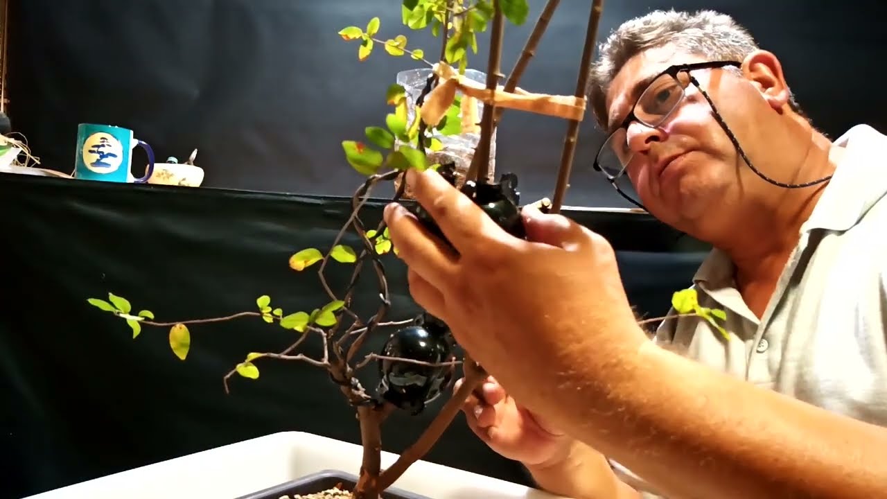 Acodos sageretia