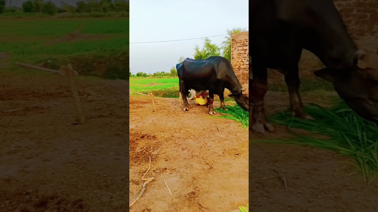 Ghaoon ka mahool😱 #shortsviral #shortsyoutube #shortvideo #dehati #grow