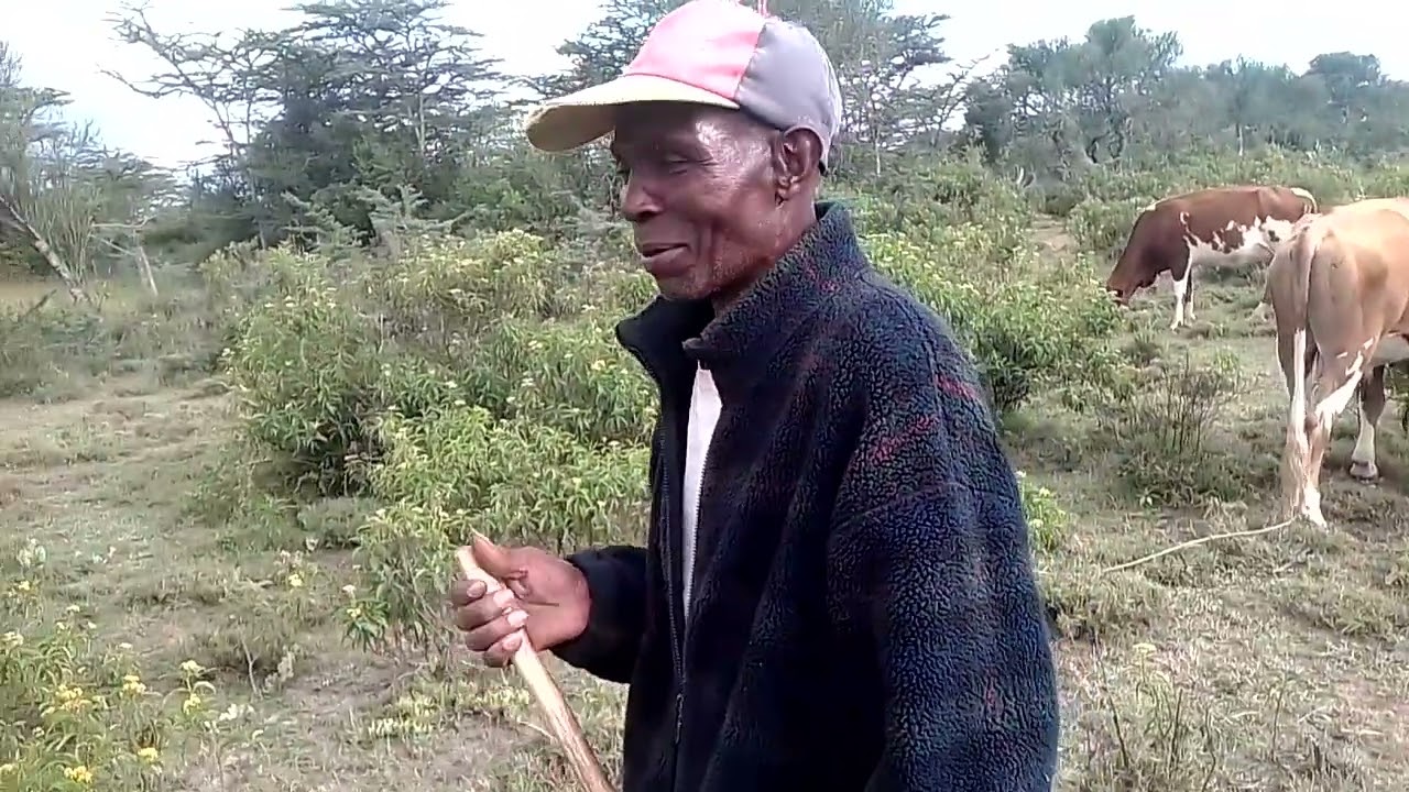 Grazing man of the wilderness 