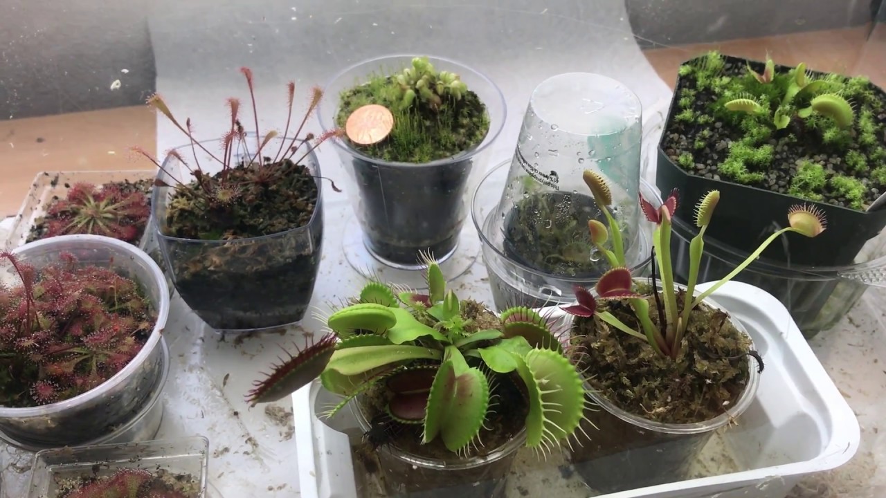 Growing Cephalotus: The Cheap Way