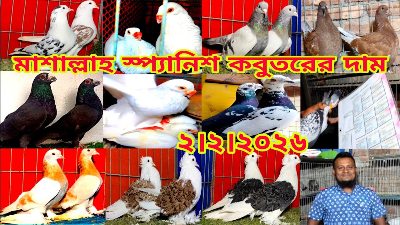 টপ টেন ফেন্সি কবুতর।। স্প্যানিশ কবুতরের দাম জানুন।। সবচেয়ে কম দামে কবুতর কিনুন