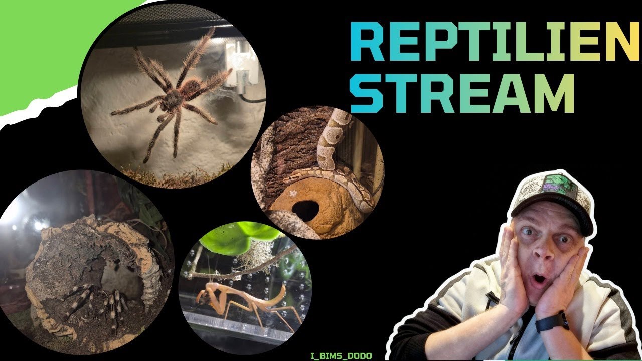 Reptilien füttern ❤️☺️. Hier spinnt es 🤫. Die Boa hat Hunger und luna auch ☺️💪🏼🥰